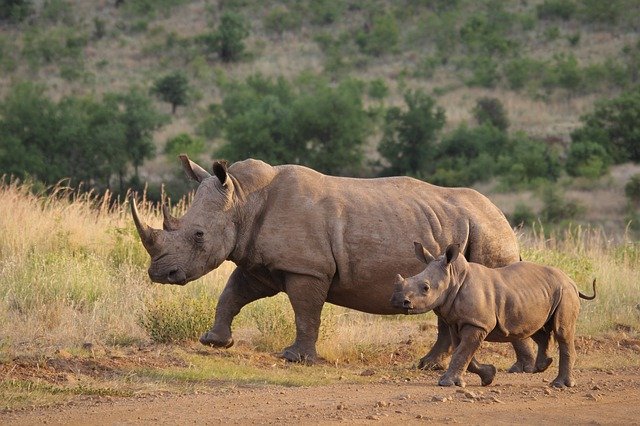 Mamá rinoceronte y su cría