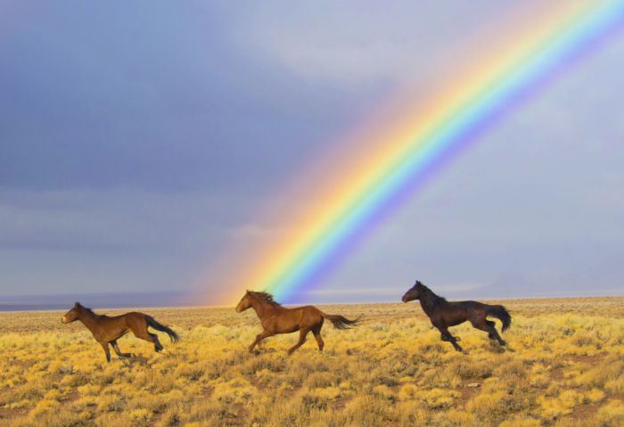 Caballos salvajes corriendo con el arco iris